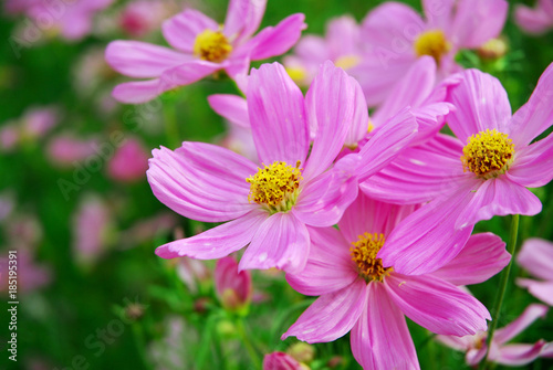 Beautiful pink flower blooming close up.