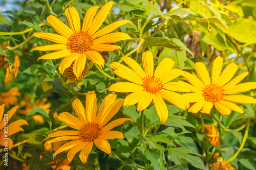 Tree marigold  Mexican tournesol  Mexican sunflower  Japanese sunflower  Nitobe chrysanthemum