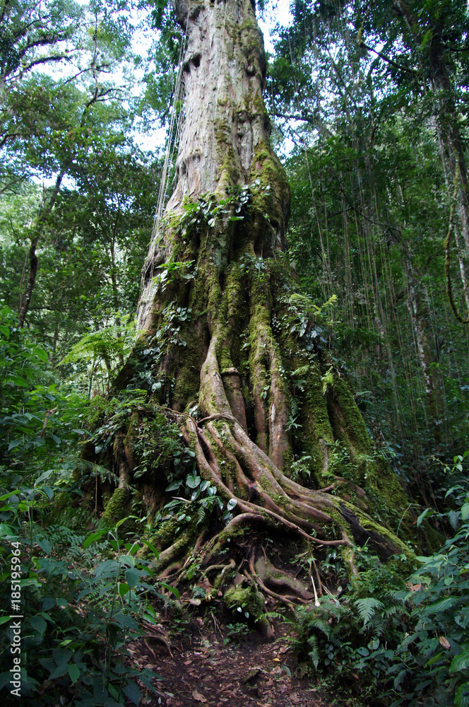 Huge old tree trunk in a tropical rainforest of Panama Huge old tree trunk in a tropical rainforest of Panama