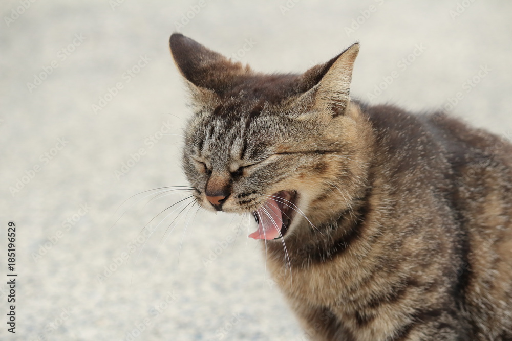 あくびするねこ　Yawning cat