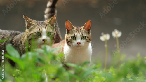 不思議そうに見つめるねこ（16：9）　Cats stare curiously (Stray cats)