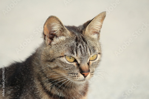 遠くを見つめるネコ（野良猫）　Cat looking far away (Stray cat) © tera