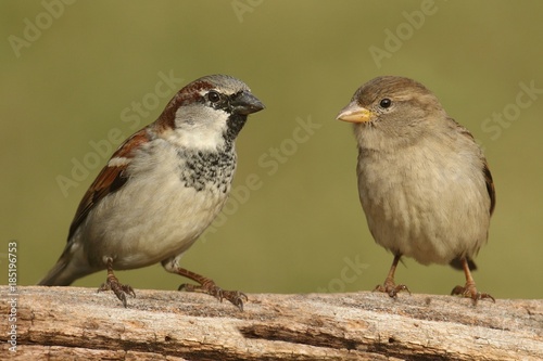 Pair of House Sparrows (Passer domesticus)