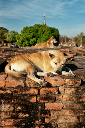 Temple Dogs photo