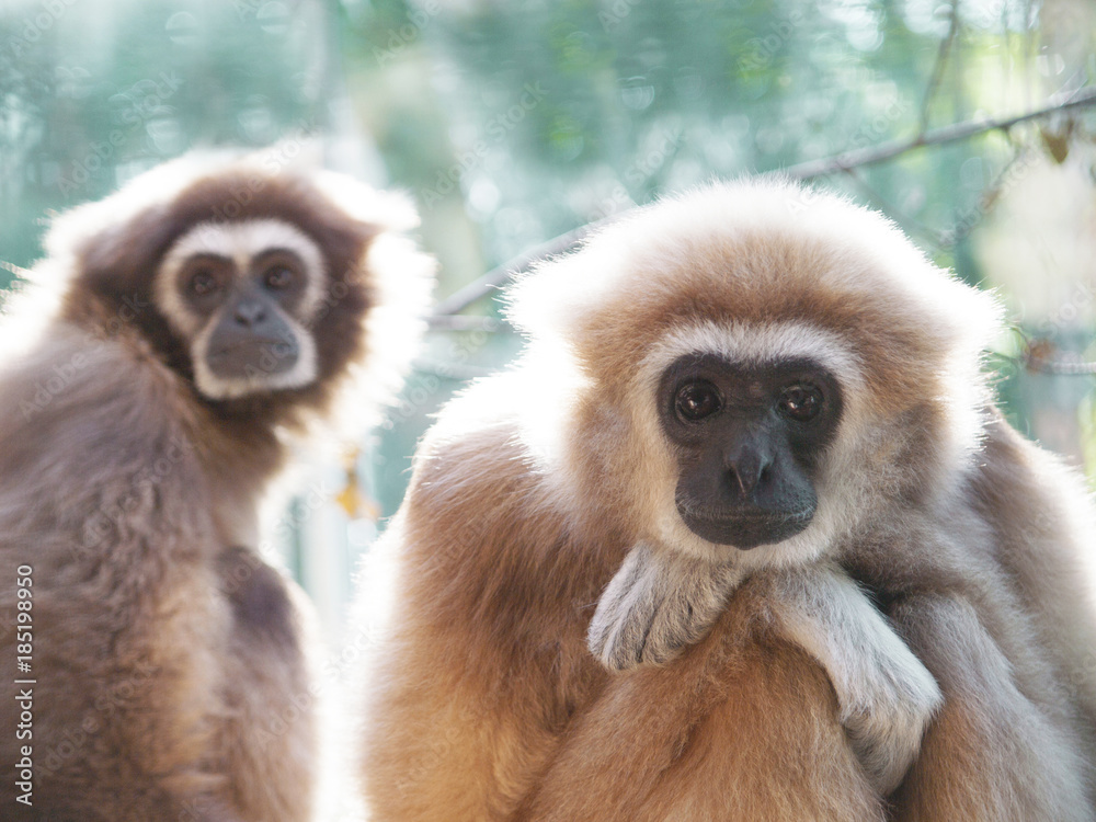Obraz premium A male lar gibbon ape, Hylobates lar, is sitting with armes crossed and head rested on his knees, in a pensive or sad pose. His mother is on the background. A monkey has black snout and brown hair.