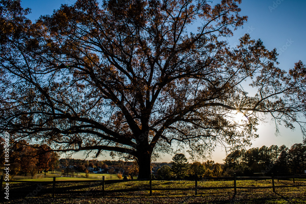 Large Oak Tree in Dublin Park. Madison, Alabama Large Oak Tree in Dublin Park. Madison, Alabama