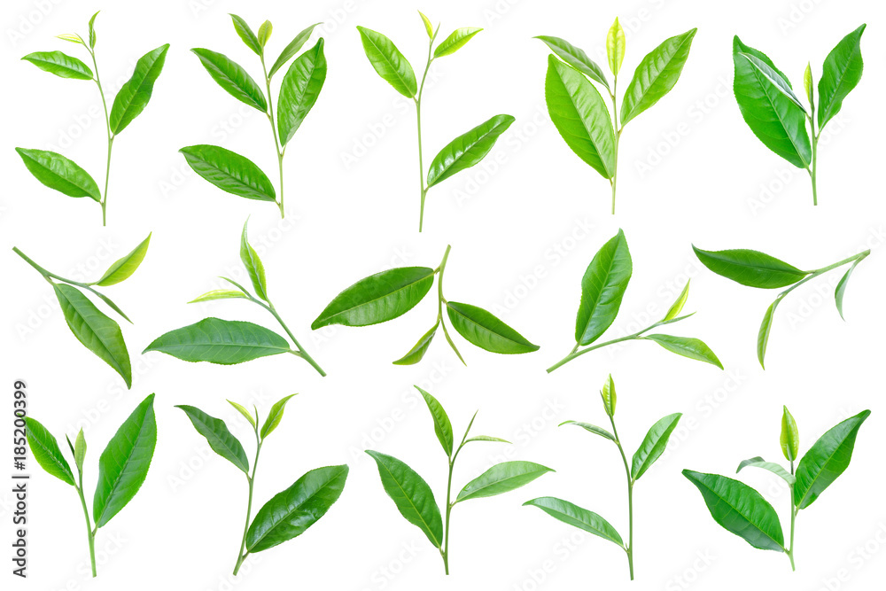 collection of green tea leaf