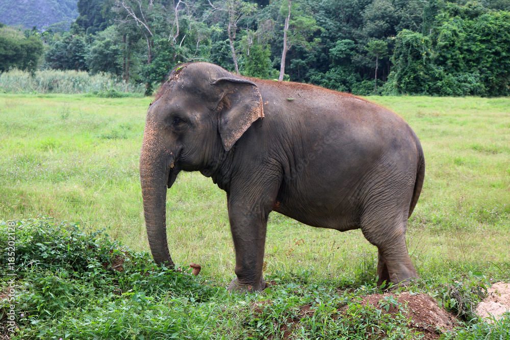 Asiatic elephant in the wild with forest and mountain background.