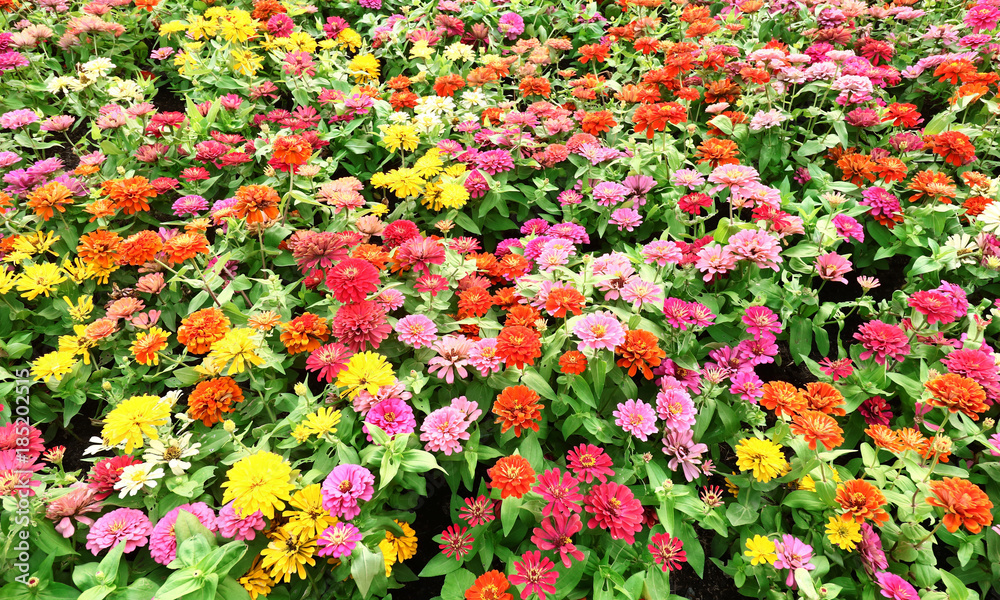 Colorful Chrysanthemum