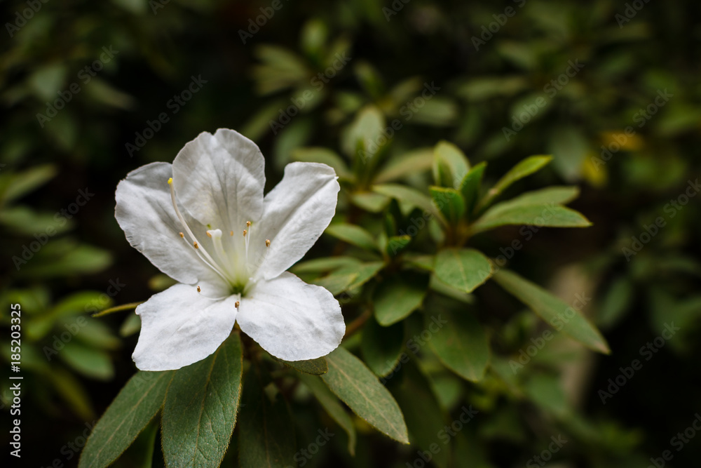 White flower and leaves over a dark background White flower and leaves over a dark background