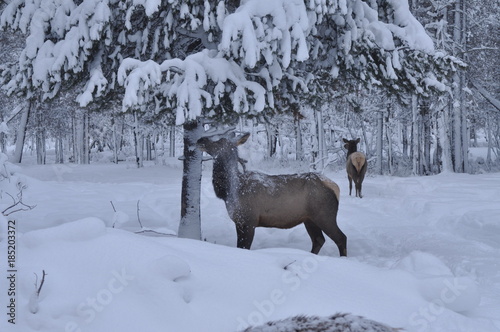 snow covered elk and tree