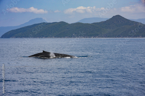 August 2009, migratory Humpback Whale off Fitzroy Island near Cairns, Far North Queensland.