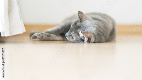 cat