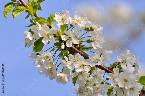 Blossom tree branch, Plum flowers in spring in full bloom
