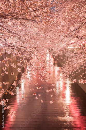 Tokyo sakura cherry blossom with light up at Nakameguro   Tokyo