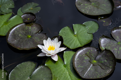  Lotus