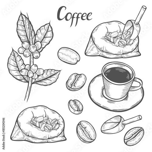 Coffee plant branch