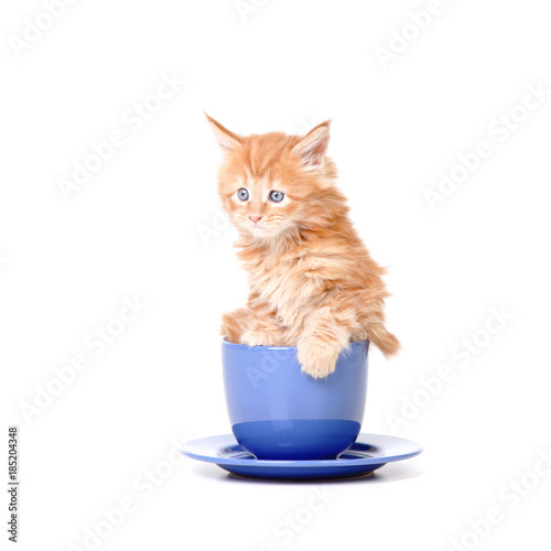 little kitten in a big tea mug © zhagunov_a