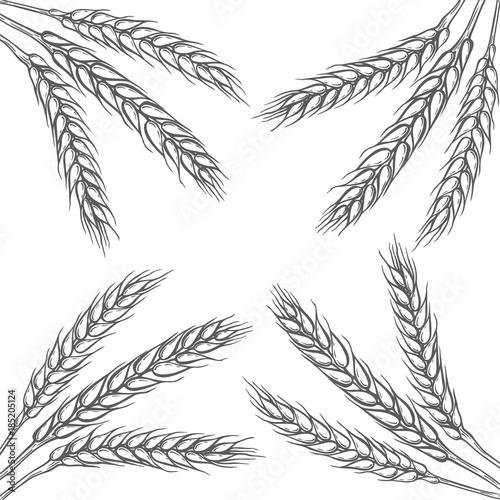 illustration of wheat