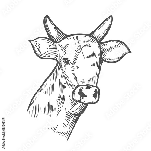Hand drawn Cows head.