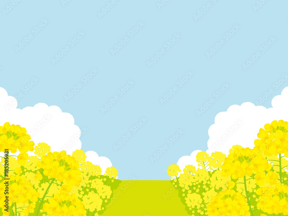 菜の花畑 背景イラスト Stock ベクター Adobe Stock