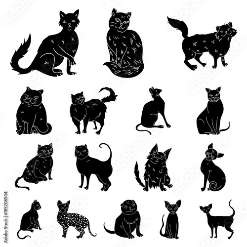 Breeds of cats black icons in set collection for design. Pet cat vector symbol stock web illustration.