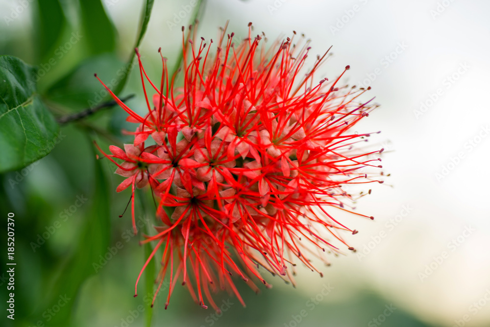 close  up  red  flowers