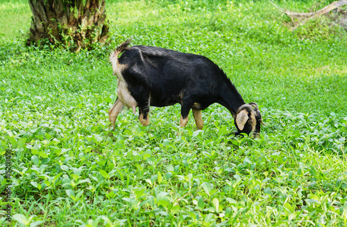 black Goat eat grass in the oil palm plantations
