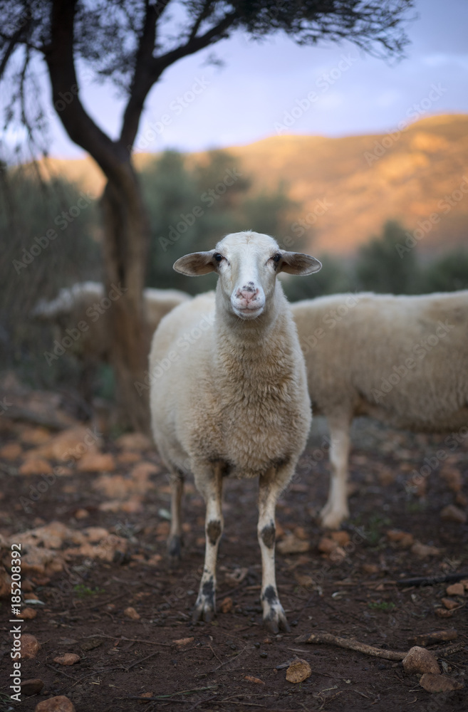 Fototapeta premium White Ewe in an Olive Grove in Winter