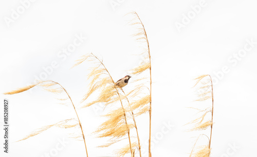 Picturesque Bird picture, a sparrow perches on dry gold Pampas grass with food in its mouth with white background. photo
