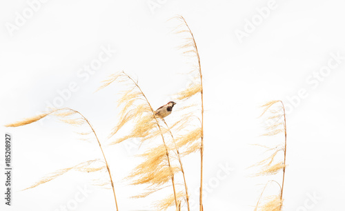 Obraz na płótnie Picturesque Bird picture, a sparrow perches on dry gold Pampas grass with food in its mouth with white background