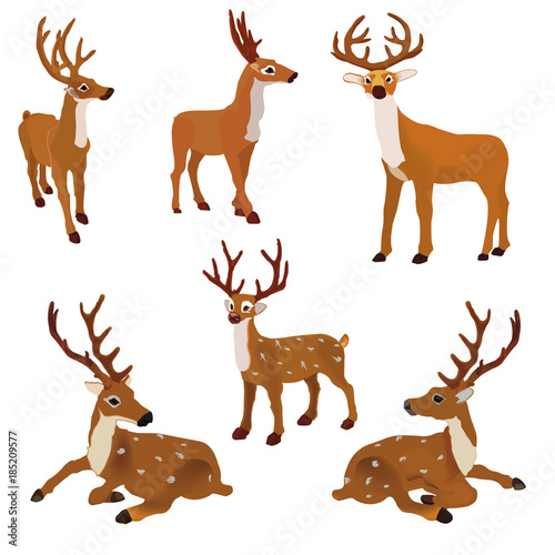 Set of vector  deer