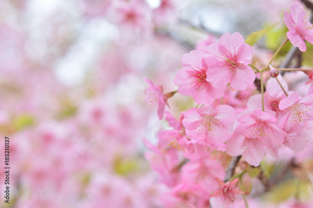 桜の花 早春
桜の花 早春