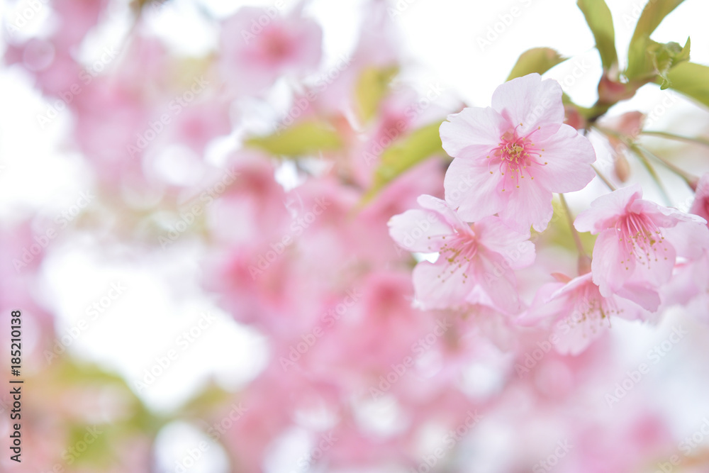 桜の花 早春
桜の花 早春