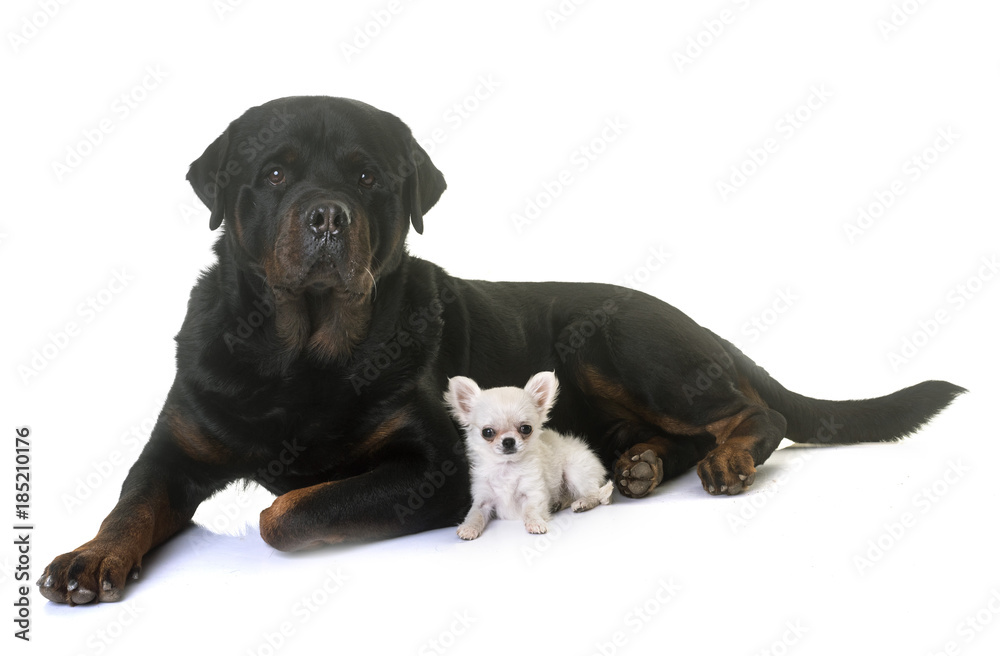 puppy chihuahua and rottweiler