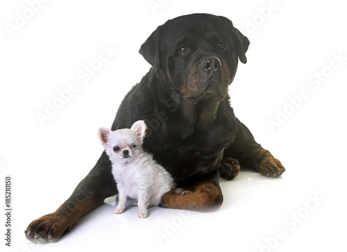 puppy chihuahua and rottweiler