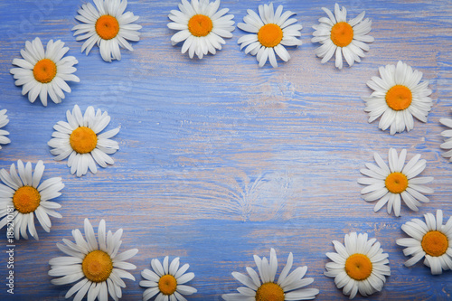 Background of daisies on an old wood board © Chepko Danil