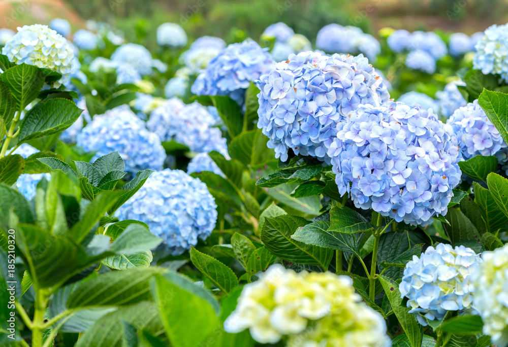 Close-up of hydrangeas with hundreds of flowers blooming all the hills in the beautiful winter morning to see. Close-up of hydrangeas with hundreds of flowers blooming all the hills in the beautiful winter morning to see.