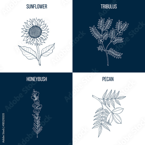 Vector collection of four hand drawn medicinal plants