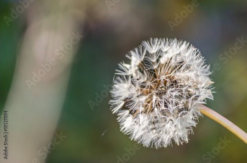 Fototapeta Naklejka Na Ścianę i Meble -  High angle close-up of dandelion seed