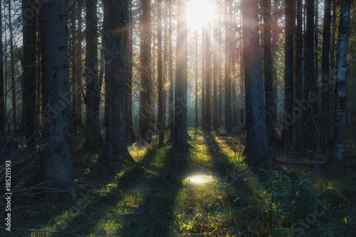 Fototapeta Naklejka Na Ścianę i Meble -  sunlight illuminates foliage in a forest