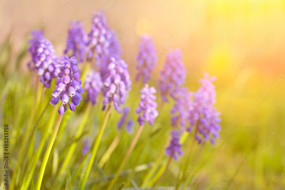 muscari grape hyacinth flowers garden muscari grape hyacinth flowers garden