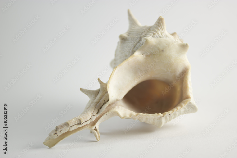 Naklejka premium Hard Shelled Sea Shell Horizontal Position