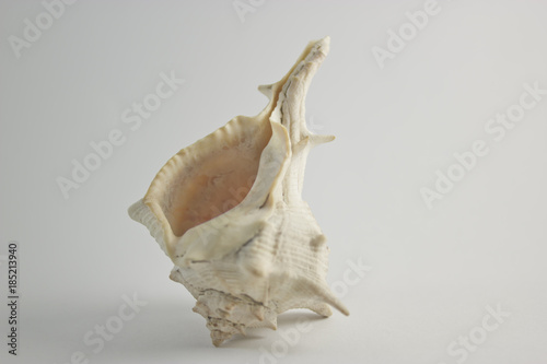 Hard Shelled Sea Shell Vertical View