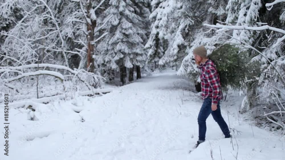 man cut down and carries a Christmas tree in the winter forest man cut down and carries a Christmas tree in the winter forest