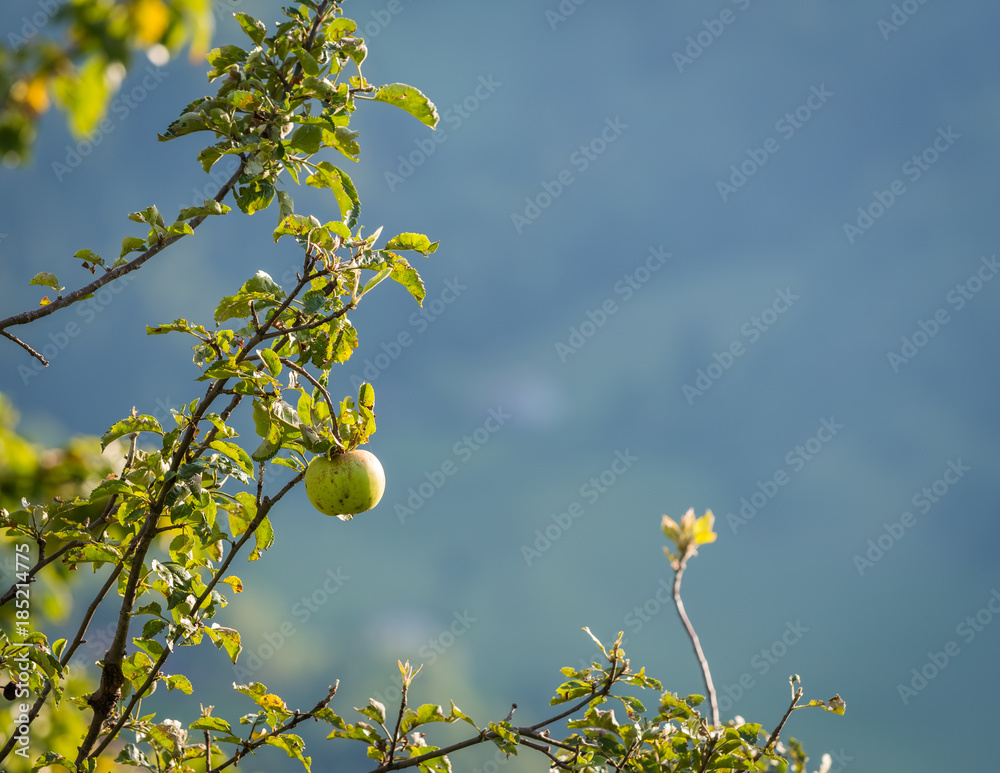 Natural green apple without any treatment hanging on the branch in the apple orchard during the autumn.

