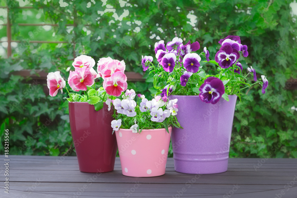 purple lilac red pansies pots balcony