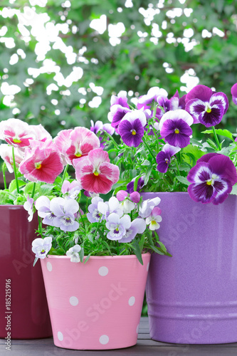 Fototapeta Naklejka Na Ścianę i Meble -  purple lilac red pansies pots balcony