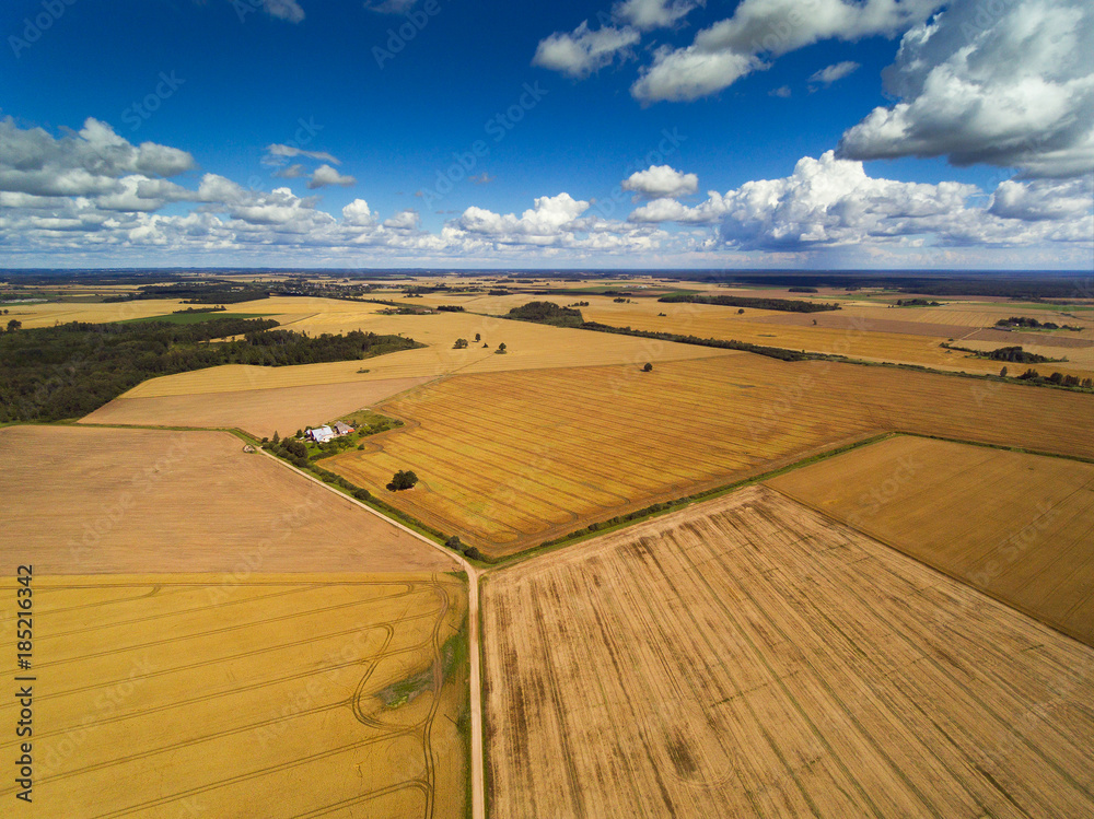 Fototapeta premium Yellow grain fields in summer time, Latvia.