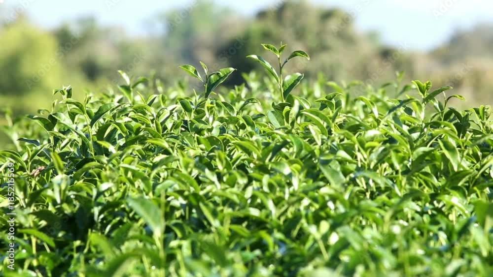 worker harvesting green tea at the tea farm worker harvesting green tea at the tea farm